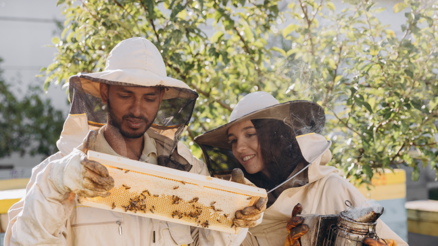 Find Reliable Beekeepers and Honey Suppliers