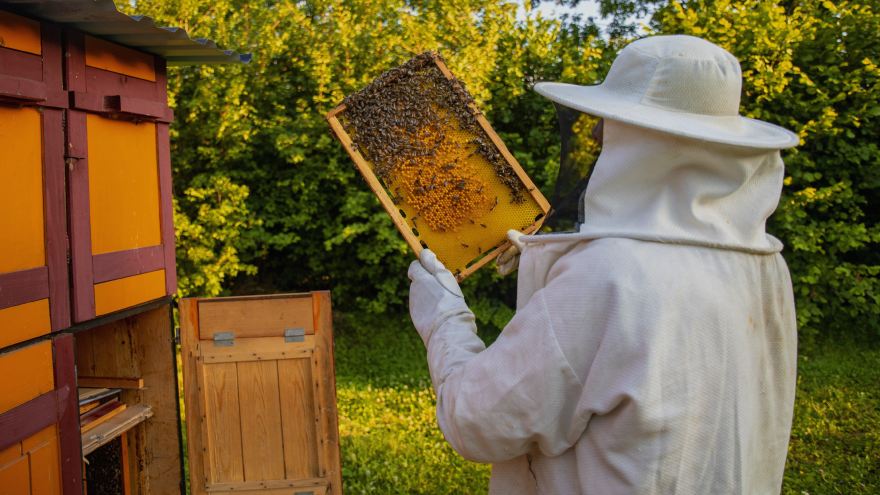 Get Pure Honey Online in South Africa