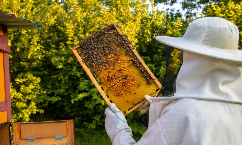 Types Of Beehives Used On Honey Farms