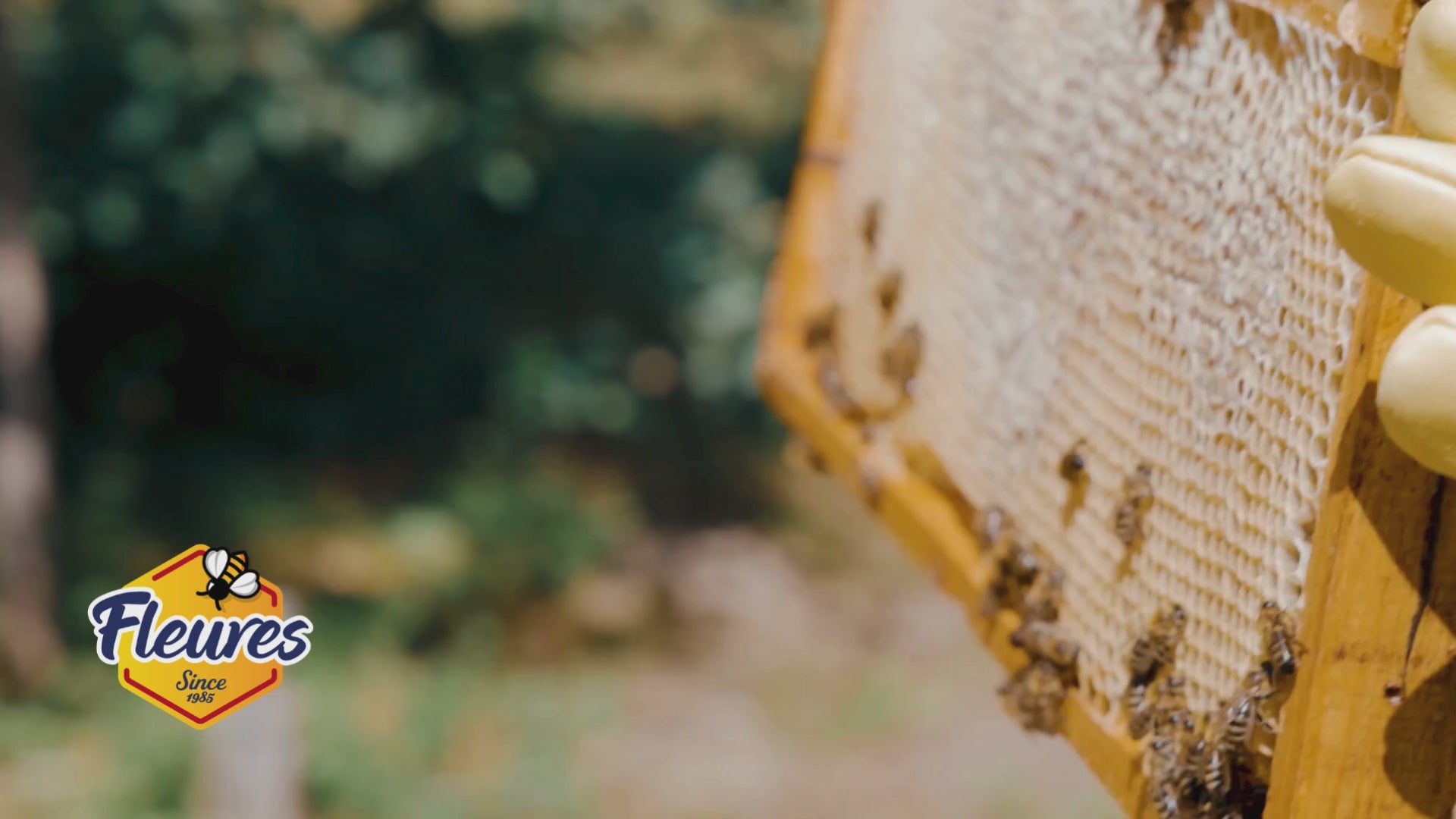 Load video: Video showing Fleures Honey in a frame of honey out of a hive